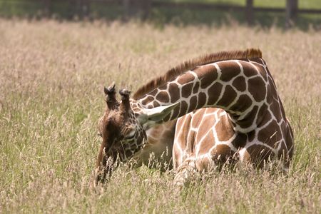 Giraffe lying in a field eating grassの写真素材