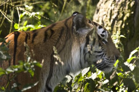 tiger walking through grass in jungleの写真素材