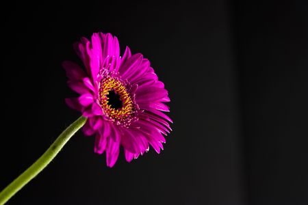 dramatic shot of a bright pink daisy on blackの写真素材