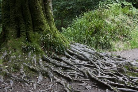 old tree roots, golitha falls in cornwall, uk