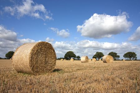 hay bales in summer at harvest time