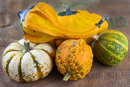Photo of autumn gourds and pumpkins varied selectionの写真素材