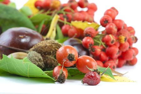 autumn still life studio shot of nature elementsの写真素材