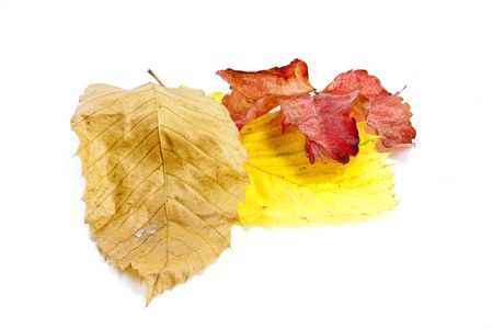 yellow autumn coloured chestnut and elm and ash leaves on white backgroundの写真素材