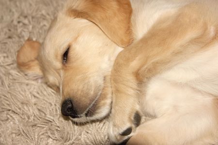 Cute Golden retriever puppy 6 weeks old asleepの写真素材