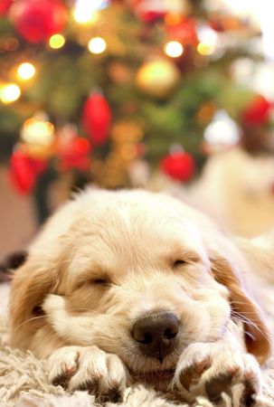 puppy golden retriever asleep in front of a christmas treeの写真素材