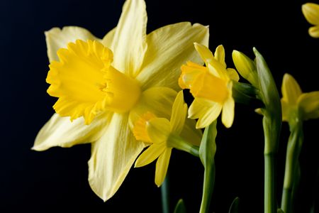 group of daffodils shot on a black backgroundの写真素材