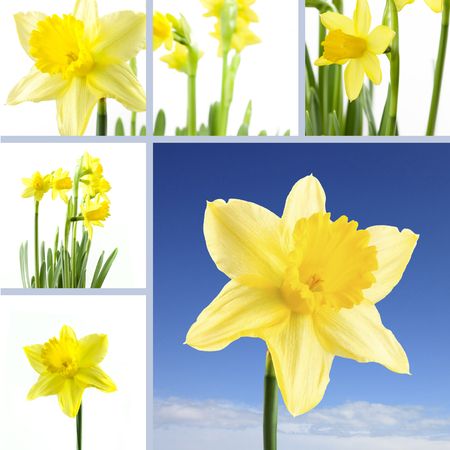 collection of daffodils photos on a grid backgroundの写真素材