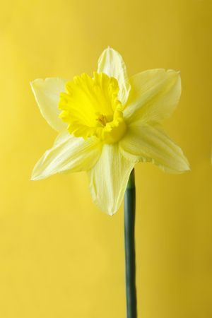 daffodil single shot isolated on a yellow backgroundの写真素材