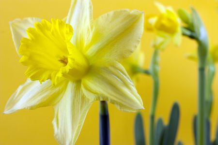 daffodil group shots on a yellow backgroundの写真素材