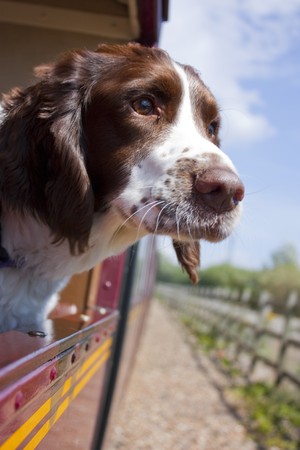 Springer spaniel dog travelling on a train with head out of the windowの写真素材