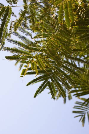 Shot in summer of a typical dessert palm fern foliageの写真素材