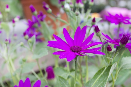 Perennial spring flowering pink  flowers called Senettiの写真素材