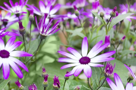 Senetti flowers in a border in a uk gardenの写真素材