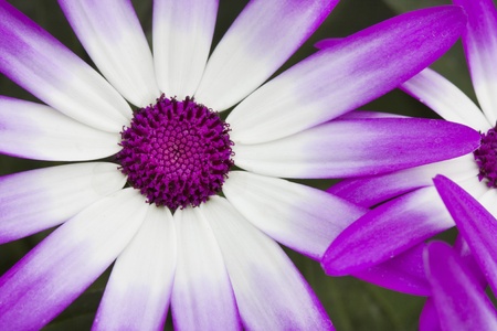 Macro shot of the heart of a senetti flowerの写真素材
