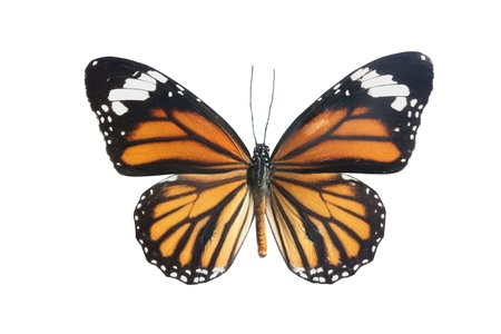 ornage, balck and red butterfly isolated on a whiye background