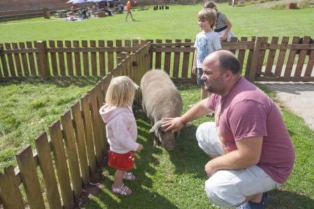 petting zoo or farm with family playing with a pig and chickensの写真素材