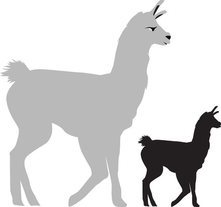walking llama on a white backgroundのイラスト素材