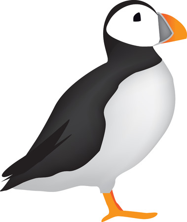 Puffin illustrationのイラスト素材