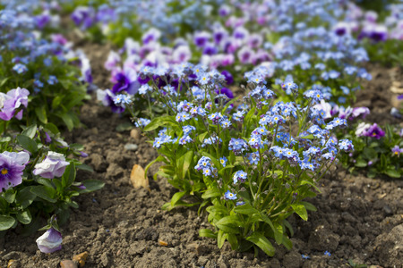 close up view of small blue flowersの写真素材