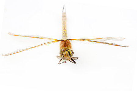 striped green, yellow and black dragonfly on whiteの写真素材