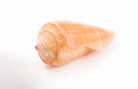 macro studio shot of sea shell isolated on white