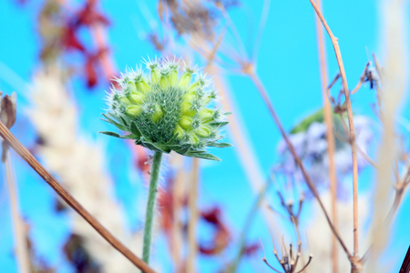 macro shot of wildflowers and seed pods in the uk, englishの写真素材