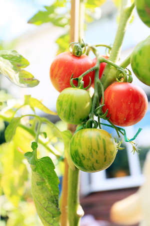 growing your own tomatoes from grow back in your own garden or yardの写真素材