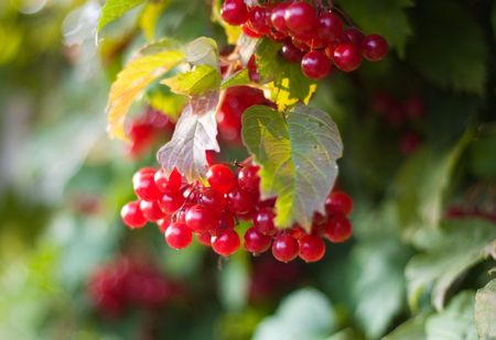 Red viburnum barries の写真素材