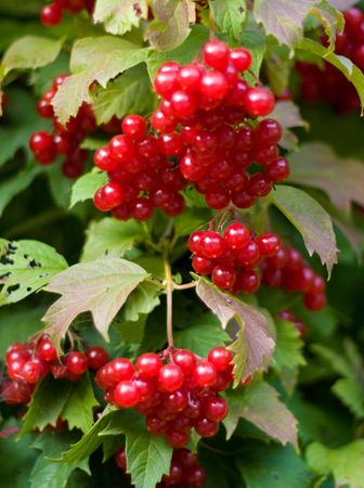Red viburnum barries の写真素材