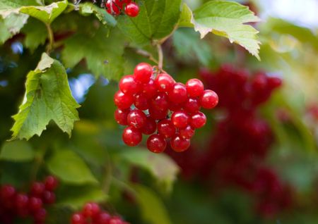 Red viburnum barries の写真素材