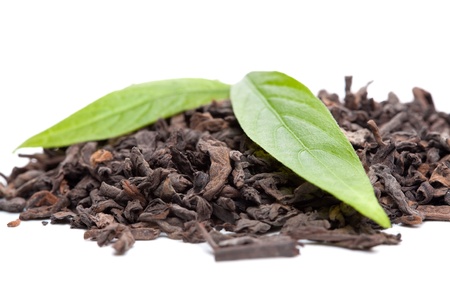 Pu-erh tea and fresh tea leavesの写真素材