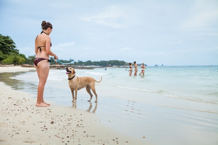 Dog on the beach