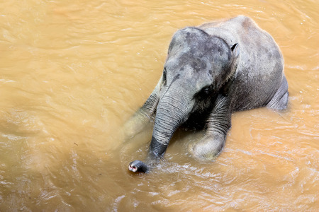 Elephant bathing in the riverの写真素材