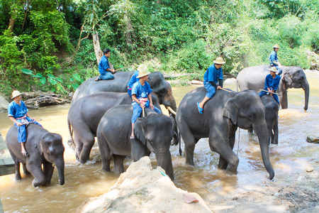 Elephant bathing in the riverのeditorial素材