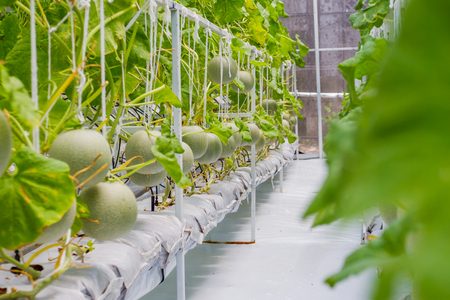 Cantaloupe melons growing in a greenhouseの写真素材