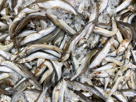 Capelin fish on ice for sale in the market