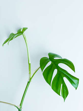 Rhaphidophora tetrasperma or Mini Monstera indoor plantの写真素材