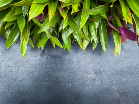 Dark green leaves on the cement wallの写真素材