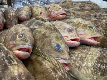 Fresh Grouper fish in the market for sale
