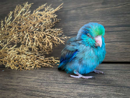 Forpus blue color parrot bird on the tableの写真素材