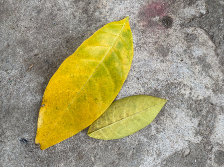 Cement floor with dirty and dry leave for the background imageの写真素材