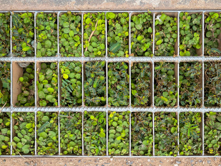 Green weeds growing through metal frame footpathの写真素材