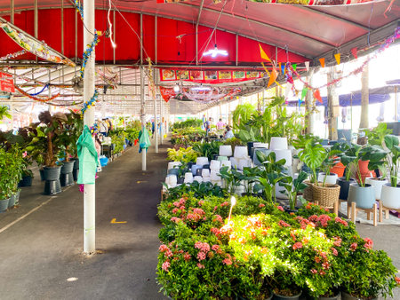 Bangkok Thailand - 3 Jan 2023: Many plant shop for sale at Chatuchak weekend marketのeditorial素材