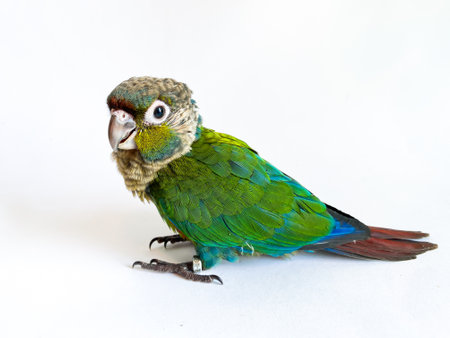 Crimson bellied conure parrot on the white backgroundの写真素材