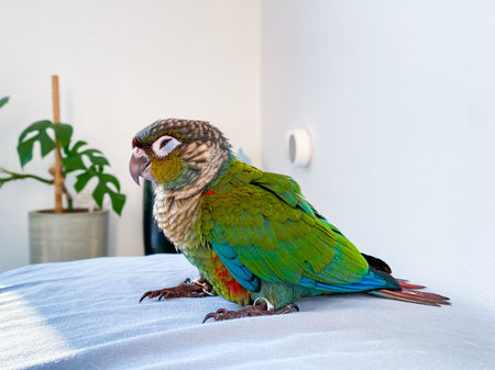 Crimson bellied conure parrot in the bedroomの写真素材