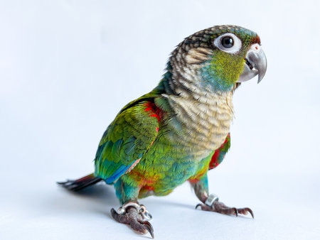 <p>Crimson bellied conure parrot in the white background</p>の写真素材