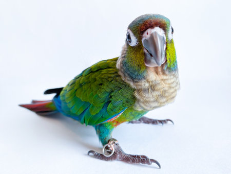 Crimson bellied conure parrot in the white backgroundの写真素材
