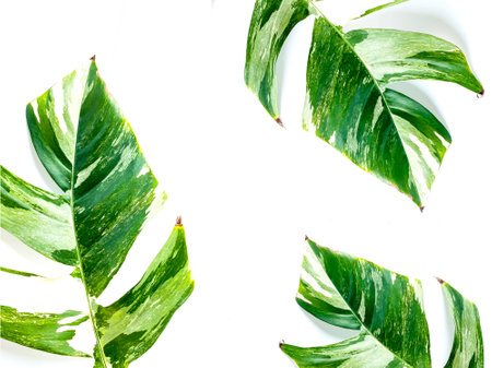 Epipremnum Pinnatum Variegate Leave on the white backgroundの写真素材
