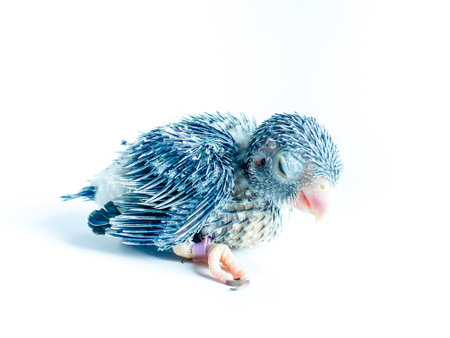 New born Forpus parrot bird on the white backgroundの写真素材